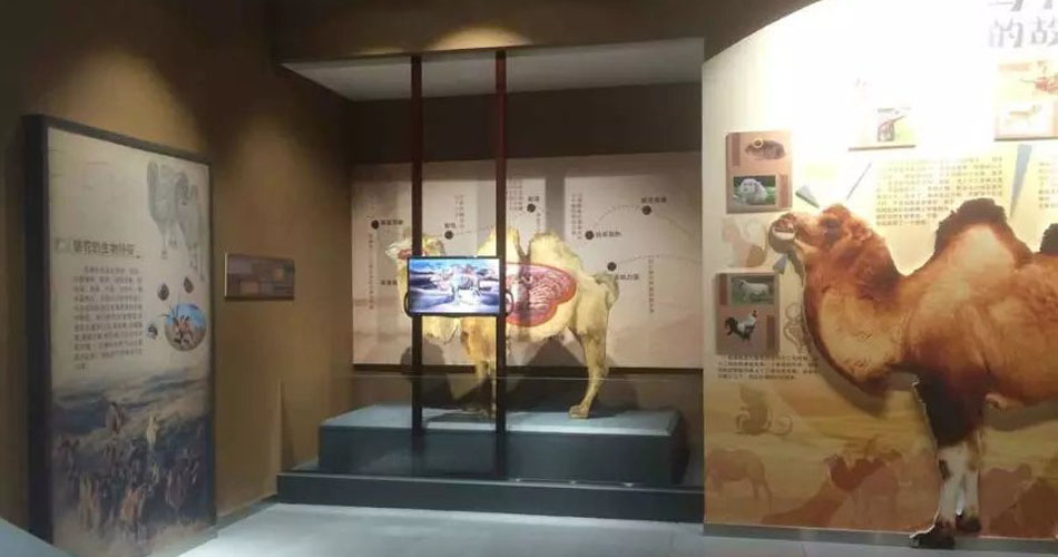 阿拉善骆驼博物馆